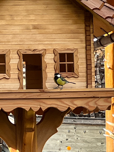 Great Tit