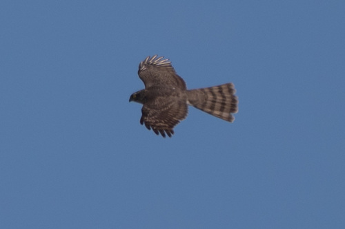 Eurasian Sparrowhawk