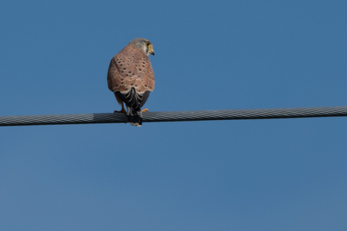 Eurasian Kestrel