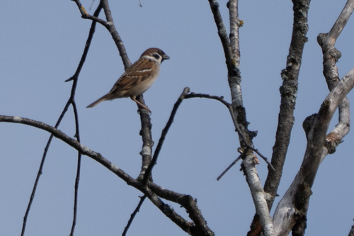Eurasian Tree Sparrow