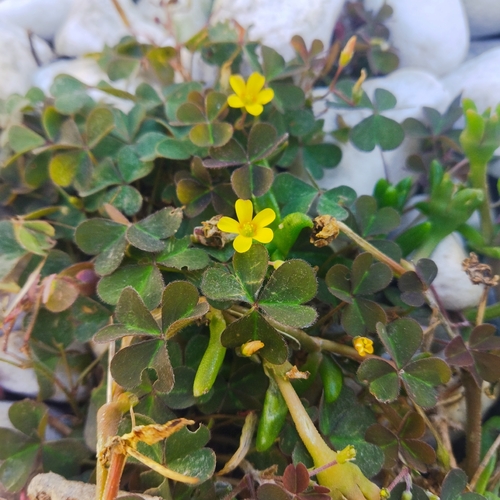 Creeping Woodsorrel