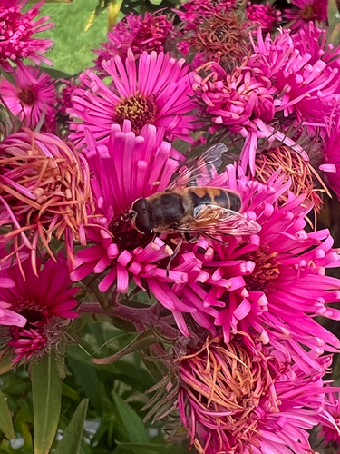 Common Drone Fly