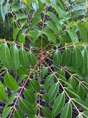 Toxicodendron succedaneum