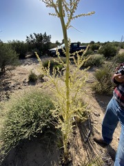 Nolina palmeri