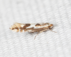 Phyllonorycter blancardella