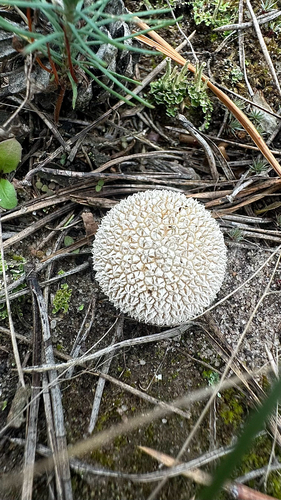 Lycoperdon marginatum observed 2026-10-17