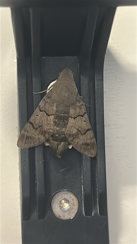 Eurasian Hummingbird Hawkmoth