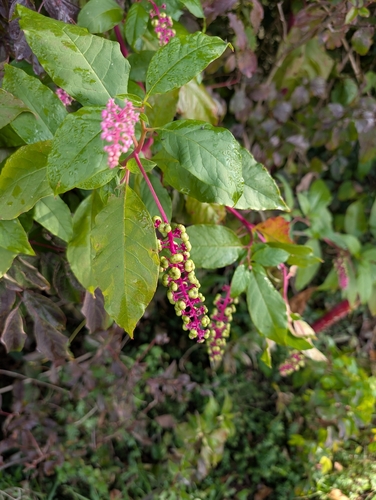 American pokeweed