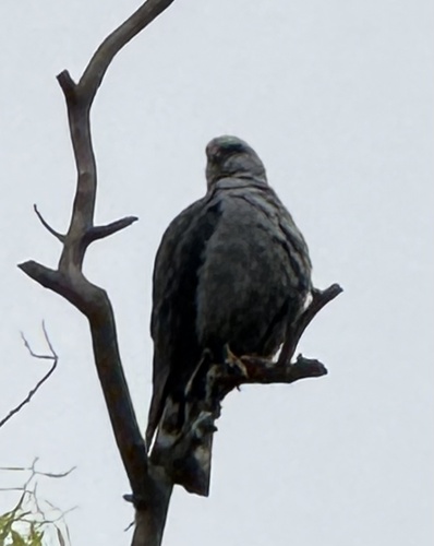 Plumbeous Kite
