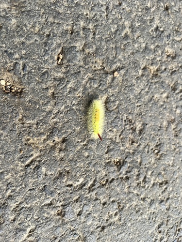 Pale Tussock Moth