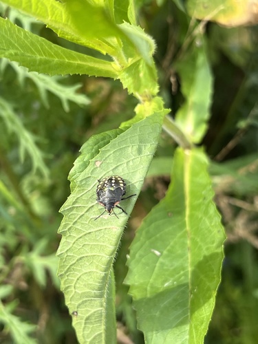 Southern Green Stink Bug