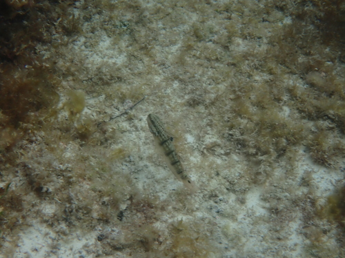 Amblygobius phalaena observed 2026-10-15