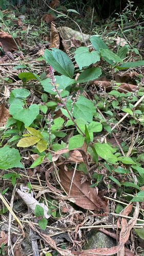 Cyathula prostrata observed 2026-10-17