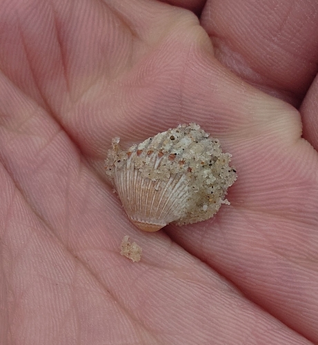 Cerastoderma glaucum observed 2026-10-17