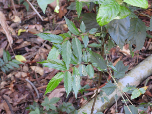 Ventilago observed 2026-10-17