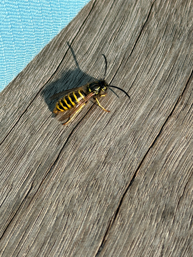 Common European Yellowjacket
