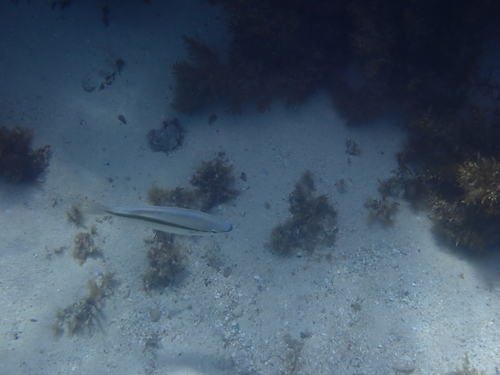 Pentapodus observed 2026-10-15