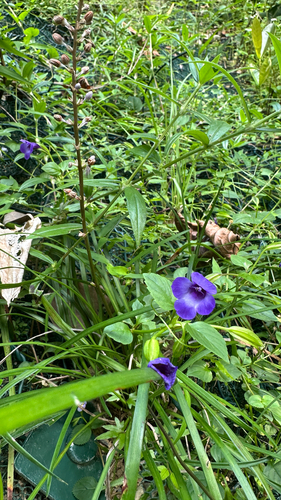 Torenia concolor observed 2026-10-17