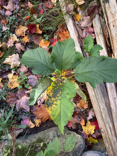 Dicots