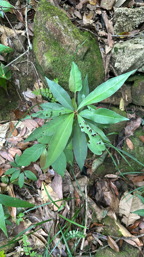 Ardisia quinquegona observed 2026-10-17