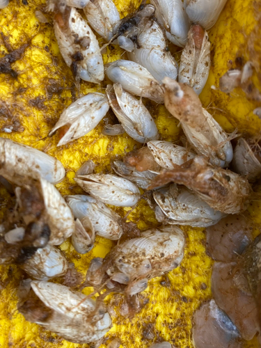 Hiatella arctica observed 2026-10-17