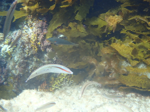 Stethojulis bandanensis observed 2026-10-15