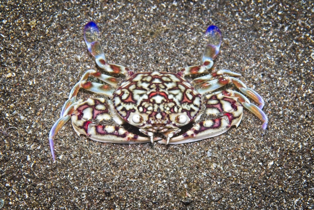 Cycloachelous orbicularis