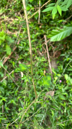 Urena procumbens observed 2026-10-17