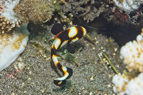 Plectorhinchus vittatus observed 2026-10-17