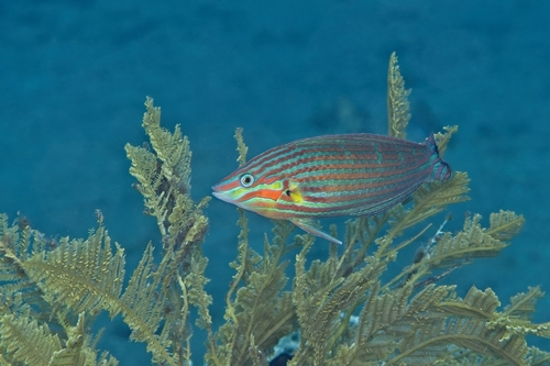 Halichoeres melanurus observed 2026-10-17