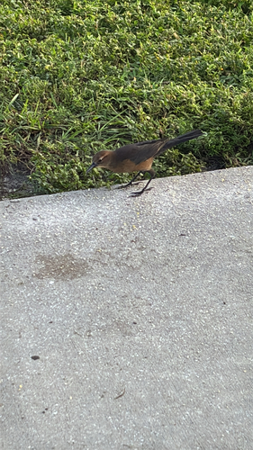 Boat-tailed Grackle