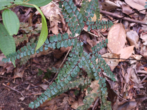 Adiantum flabellulatum observed 2026-10-17