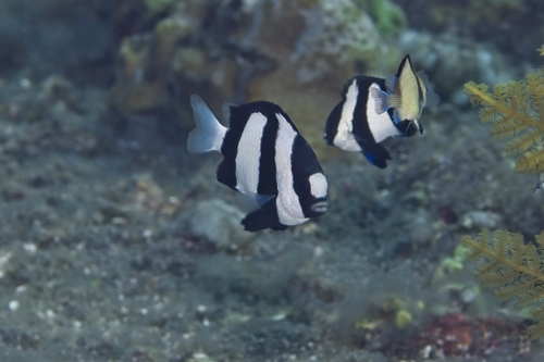 Dascyllus aruanus observed 2026-10-17