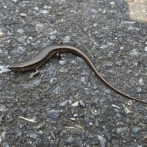 Sphenomorphus indicus observed 2026-10-17