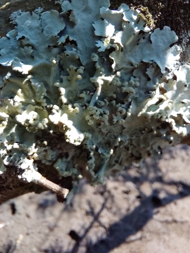 Parmotrema reticulatum observed 2026-10-17