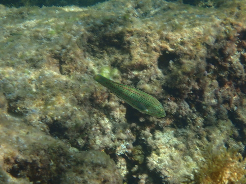 Thalassoma purpureum observed 2026-10-15