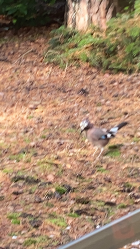 Eurasian Jay