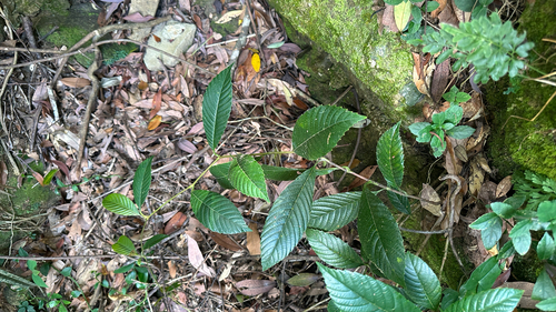 Tetracera sarmentosa observed 2026-10-17
