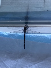 Rhionaeschna californica