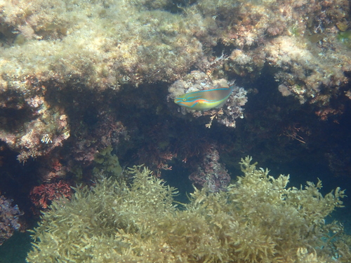 Stethojulis bandanensis observed 2026-10-15