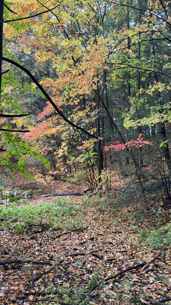 A photograph from Oct 16, 2026 near Brattleboro & Marlboro, where the observer’s point is approximate.