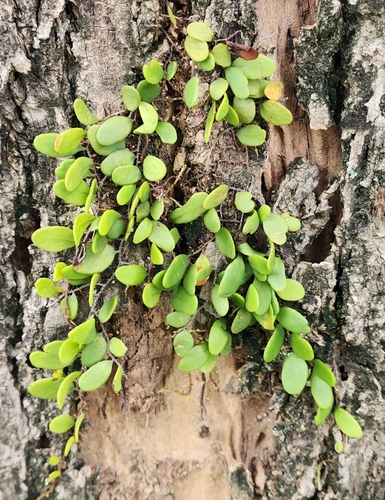 Pyrrosia piloselloides observed 2026-10-17