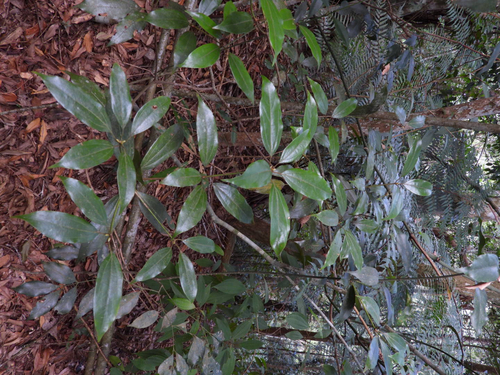 Neolitsea sericea observed 2026-10-17