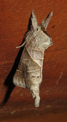 Clostera inclusa