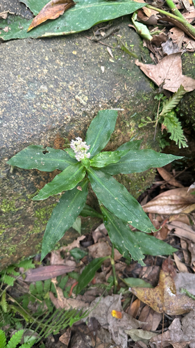 Floscopa scandens observed 2026-10-17