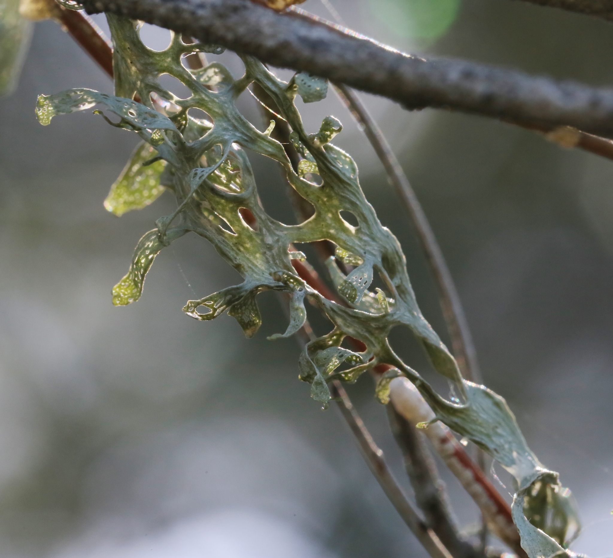 Ramalina menziesii image