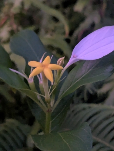 Mussaenda parviflora observed 2026-10-17