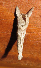 Clostera inclusa
