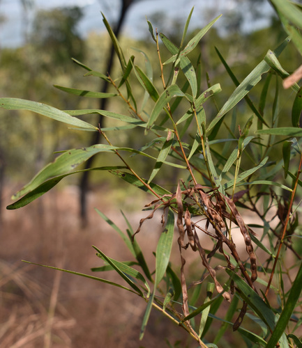 Acacia simsii observed 2026-08-17