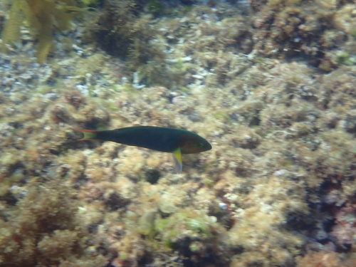 Thalassoma lutescens observed 2026-10-15